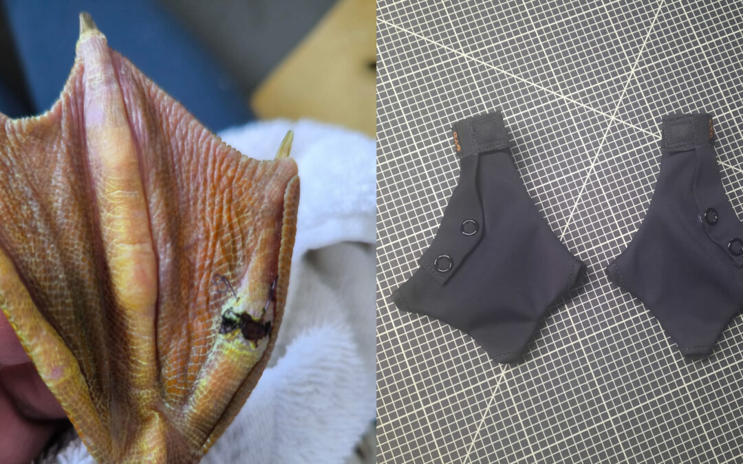 Entenschuhe bei Zehenabszess: unsere neue B4C 3D-Komfortsohle im ersten Einsatz